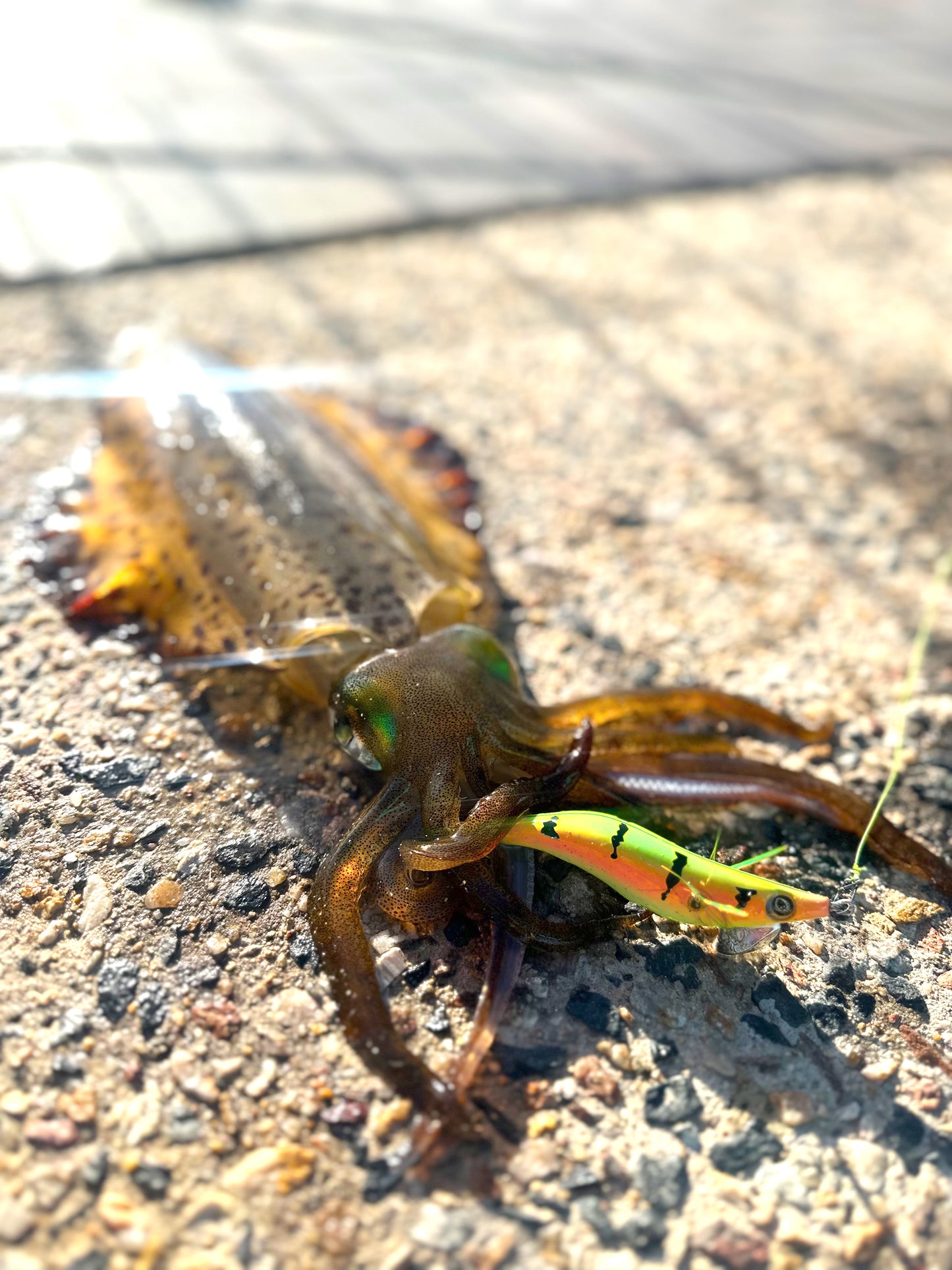 SQUID-a-SALT Calypso Ninja Jig