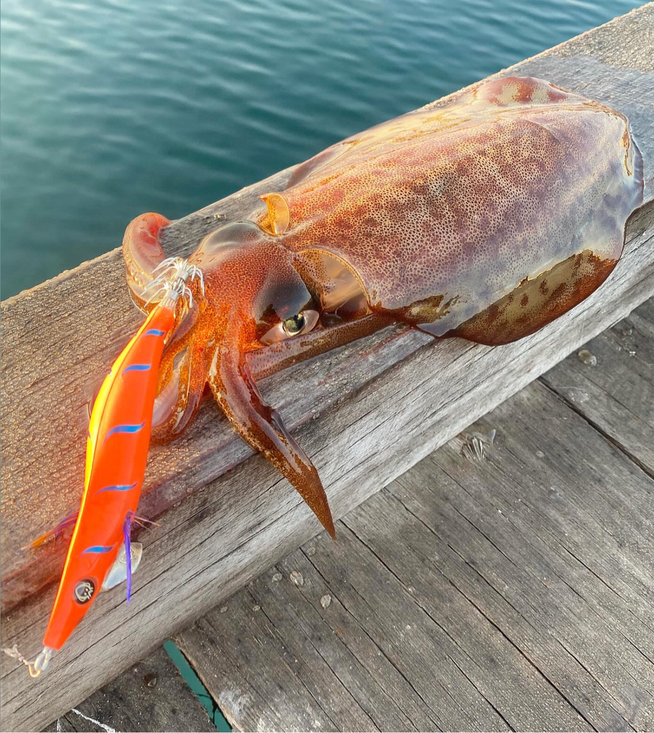 SQUID-a-SALT Kraken Killa Jig