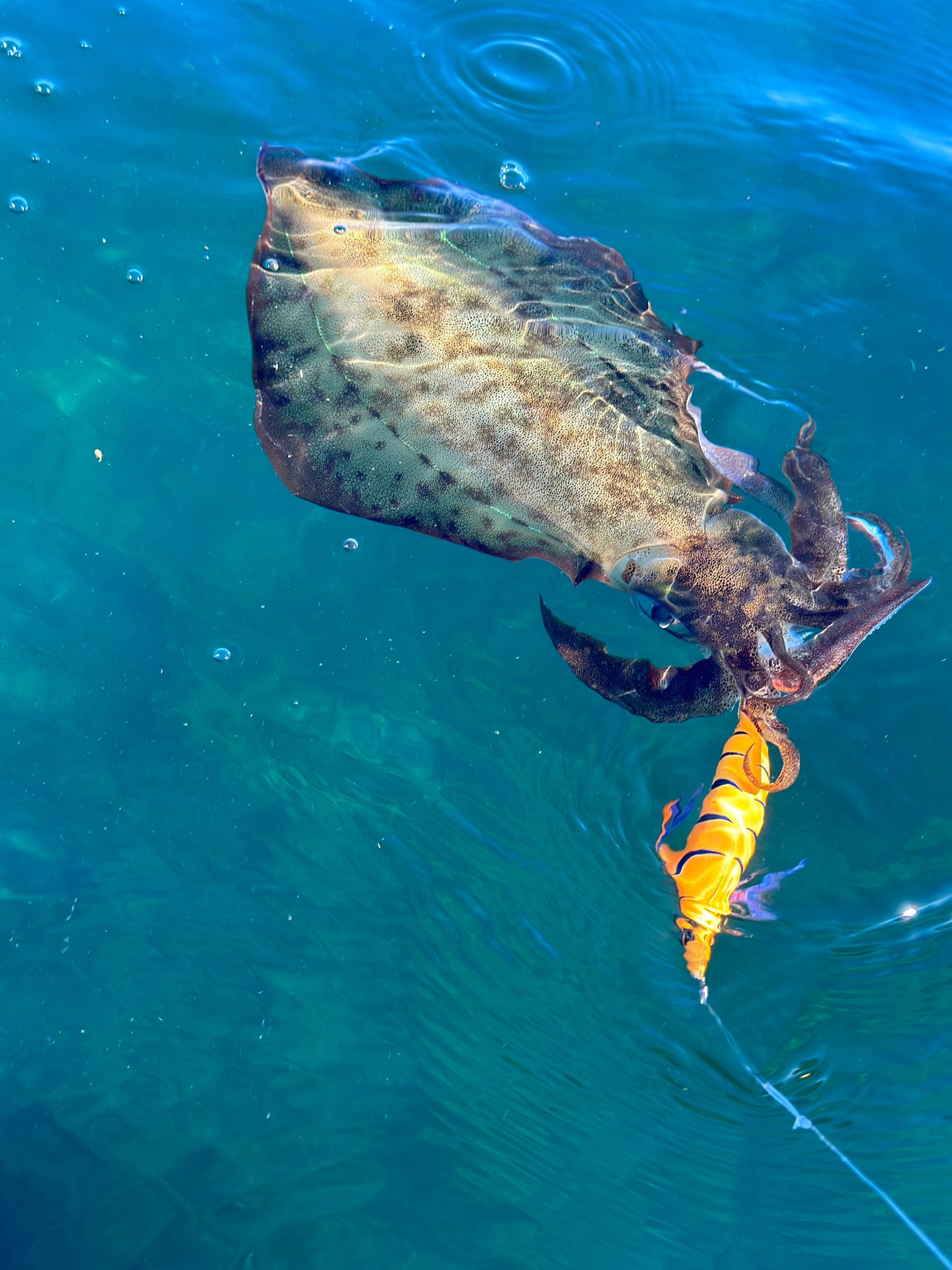 SQUID-a-SALT Kraken Killa Jig