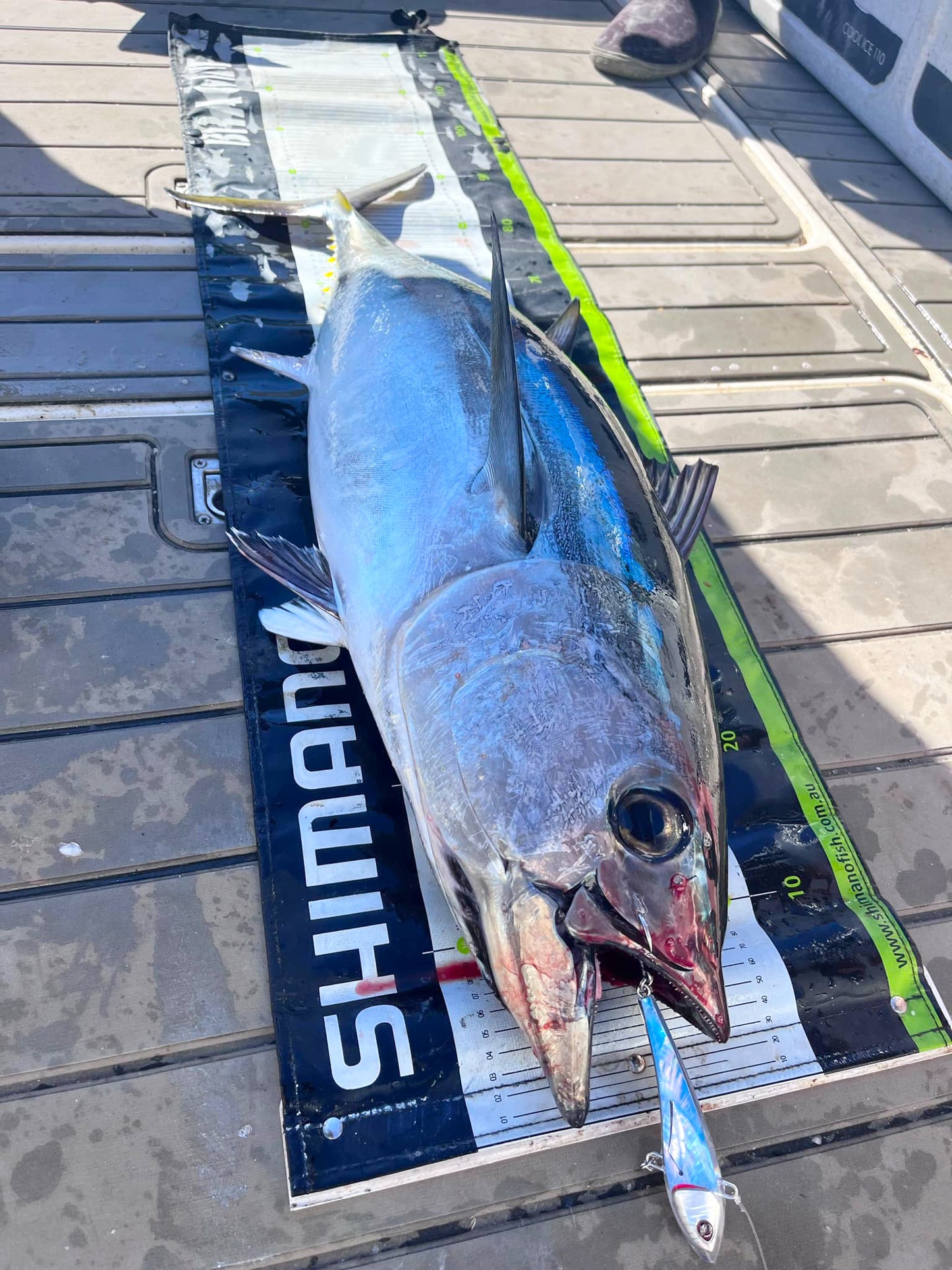 TUNA-a-SALT Lure - Ocean Blue Abalone