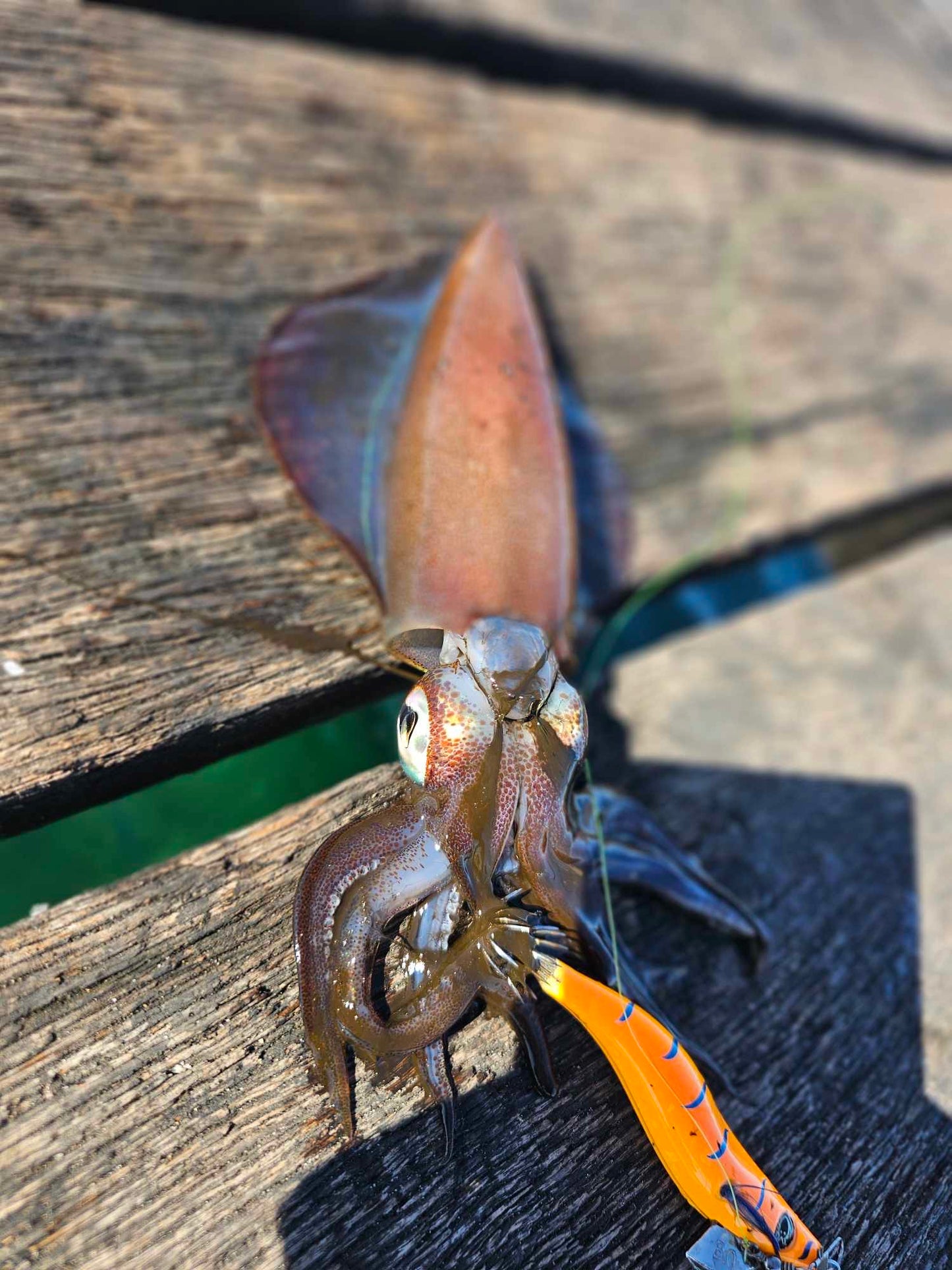 SQUID-a-SALT Kraken Killa Jig