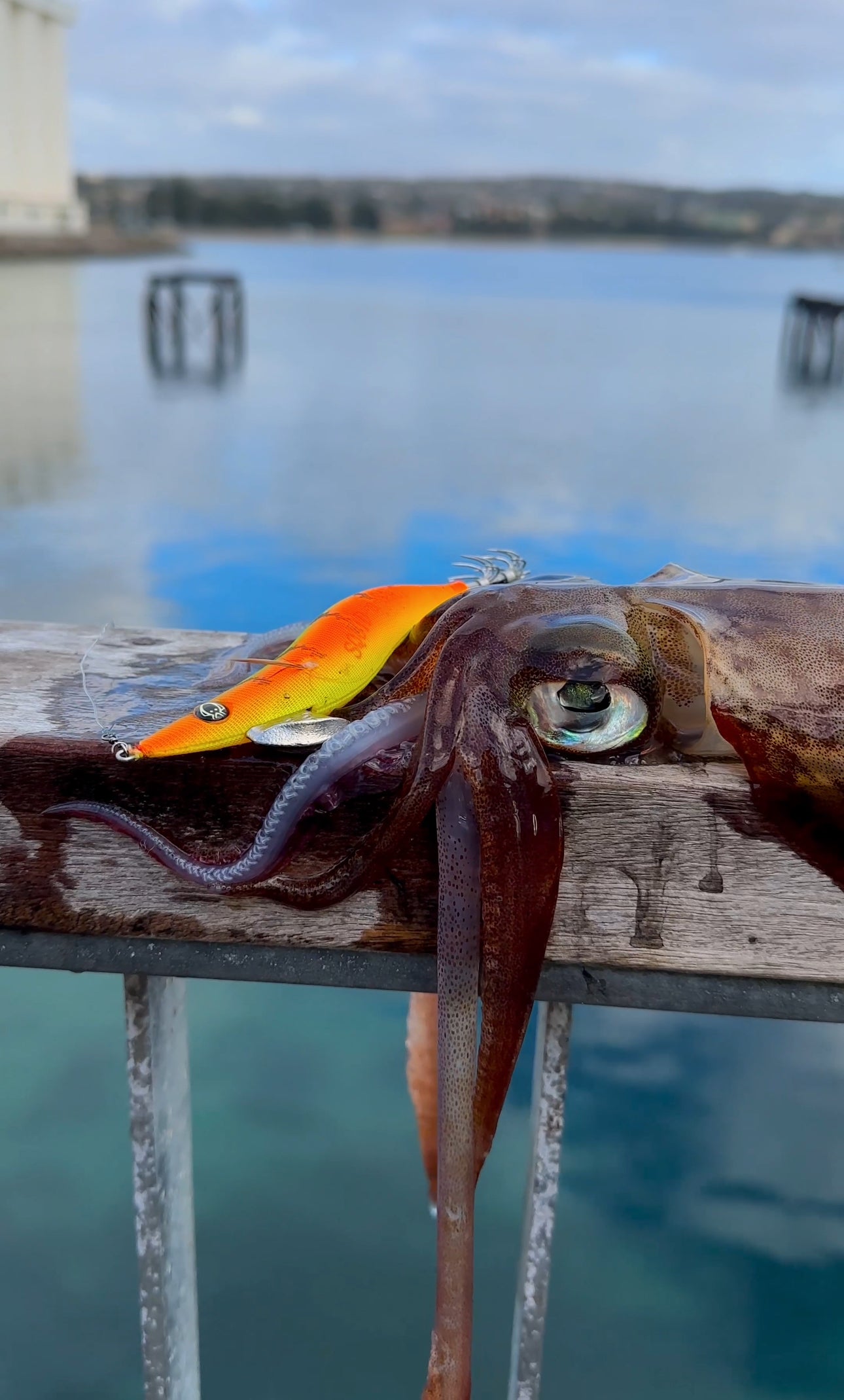 SQUID-a-SALT Calypso Ninja Jig (Cloth)