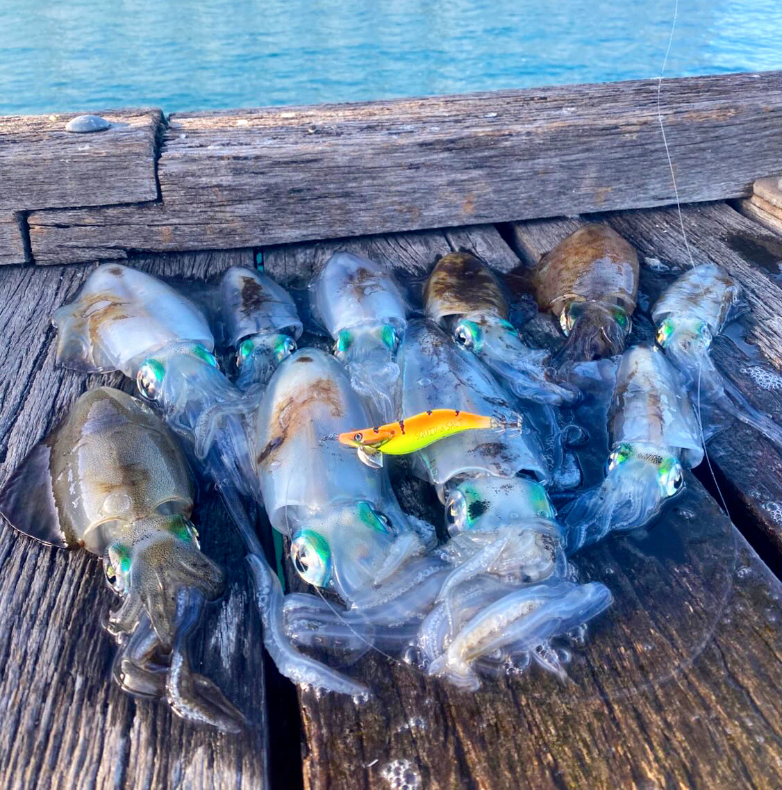 SQUID-a-SALT Calypso Ninja Jig