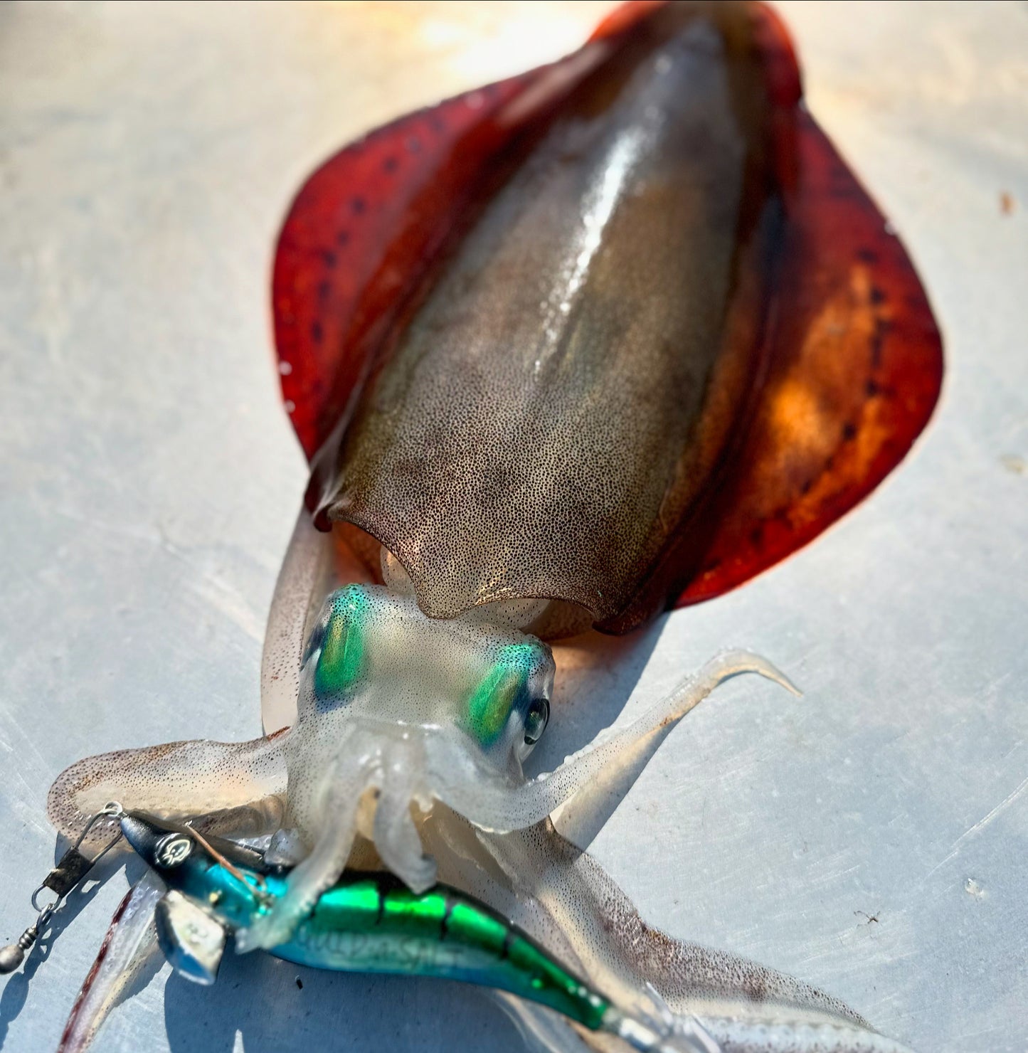 SQUID-a-SALT The Pilchard Jig