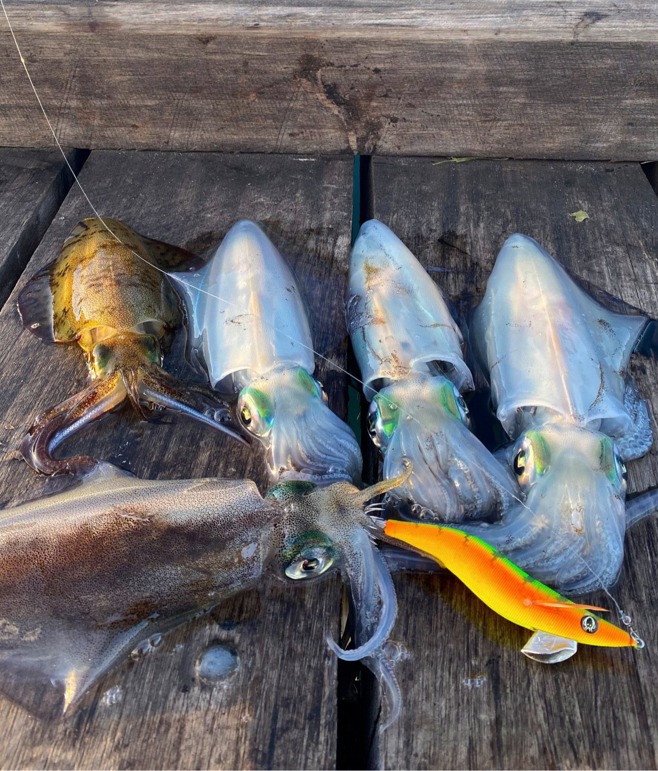 SQUID-a-SALT Calypso Ninja Jig (Cloth)