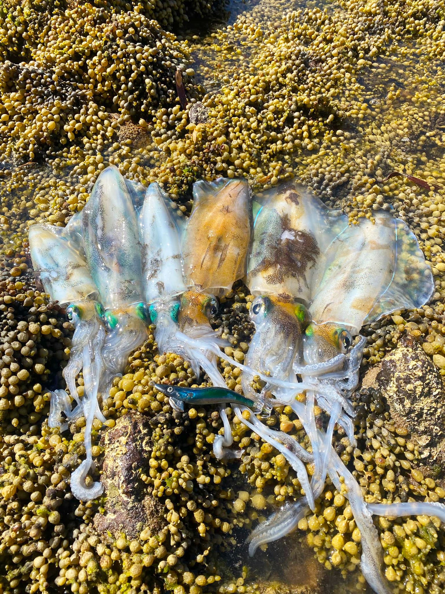 SQUID-a-SALT The Pilchard Jig