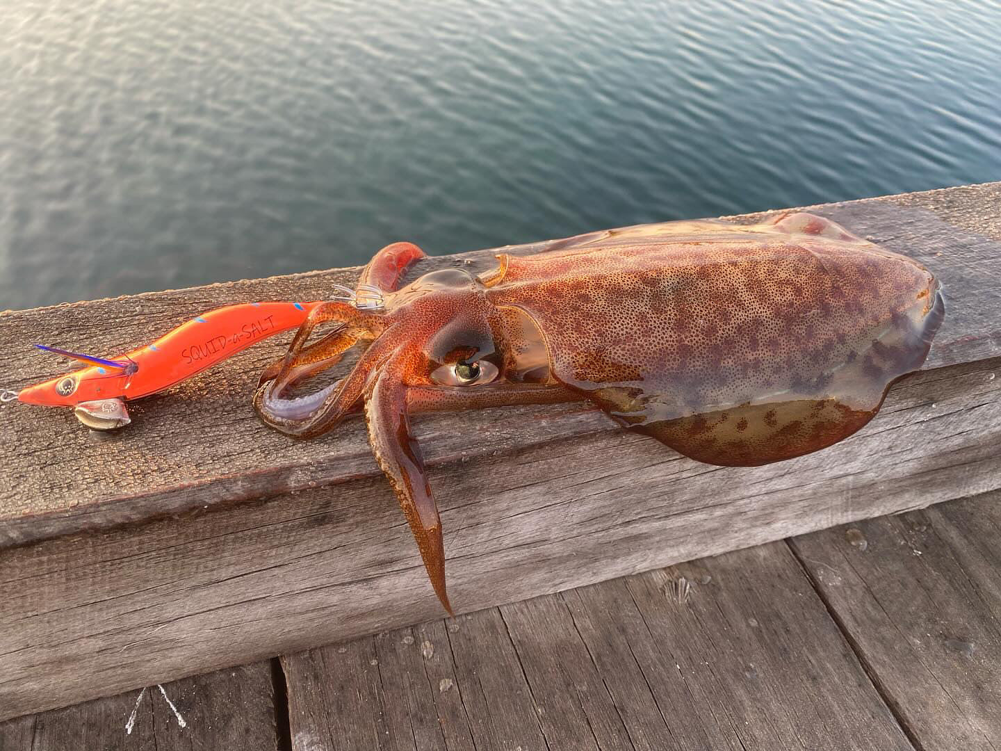 SQUID-a-SALT Kraken Killa Jig
