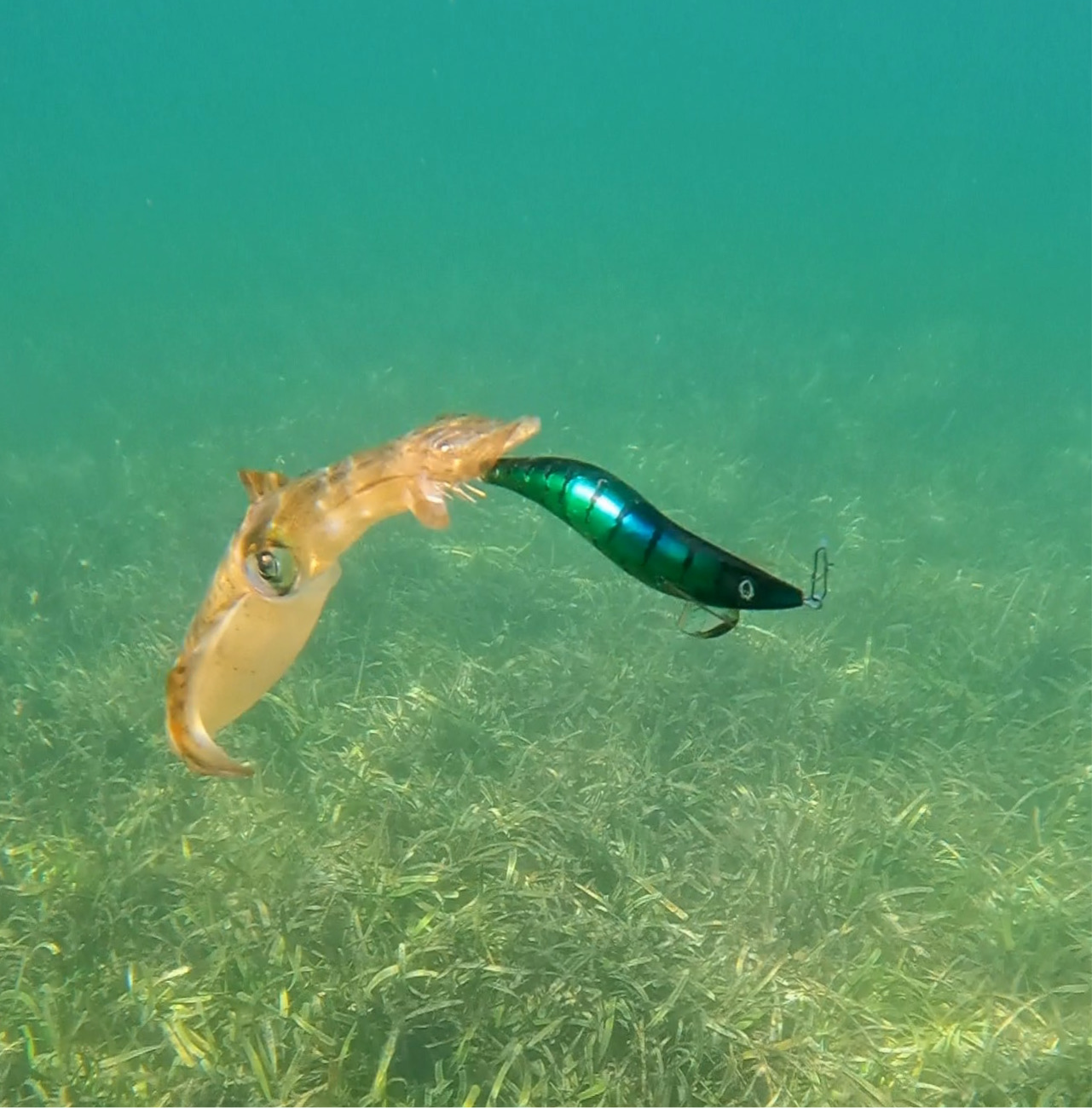 SQUID-a-SALT The Pilchard Jig