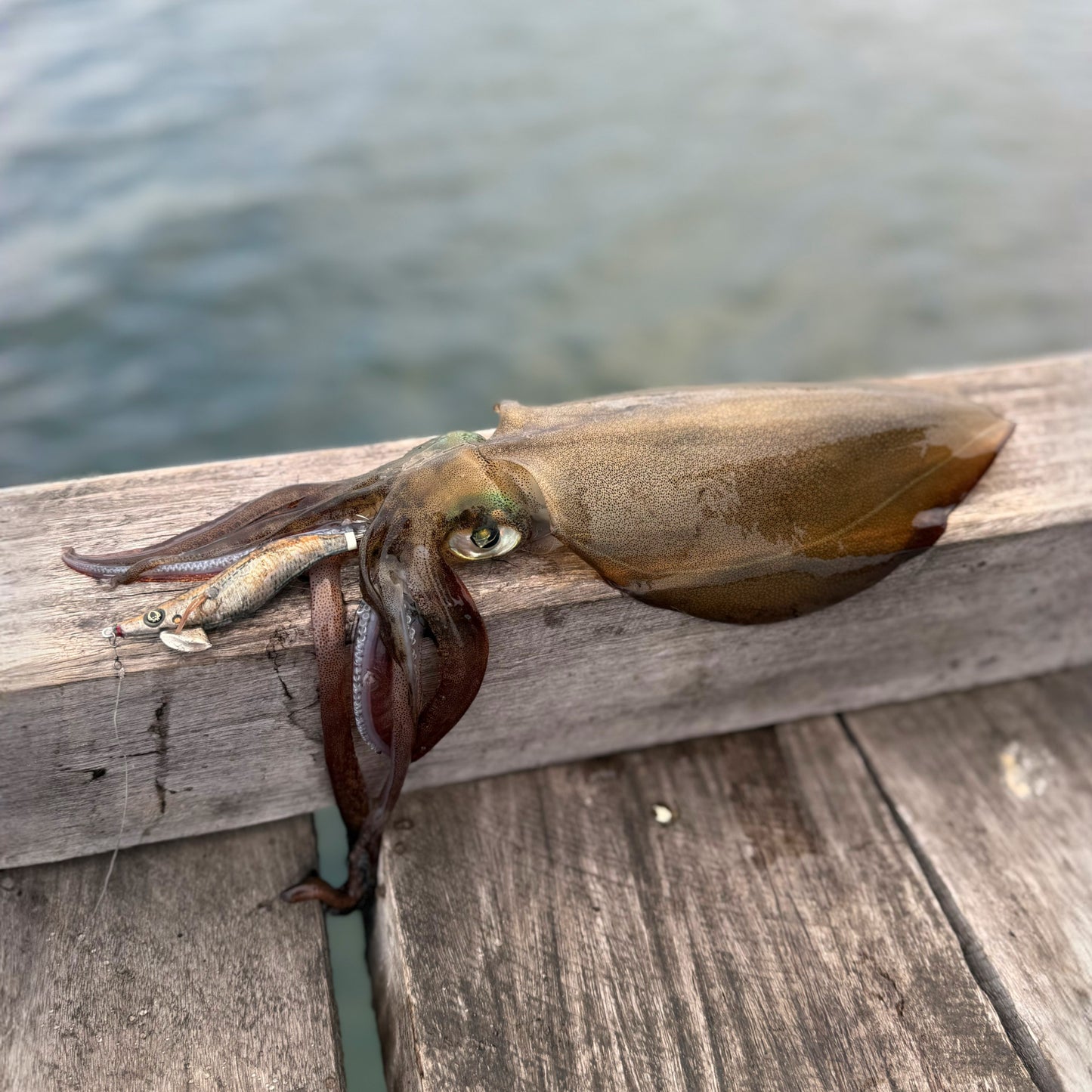 SQUID-a-SALT Ting King Jig