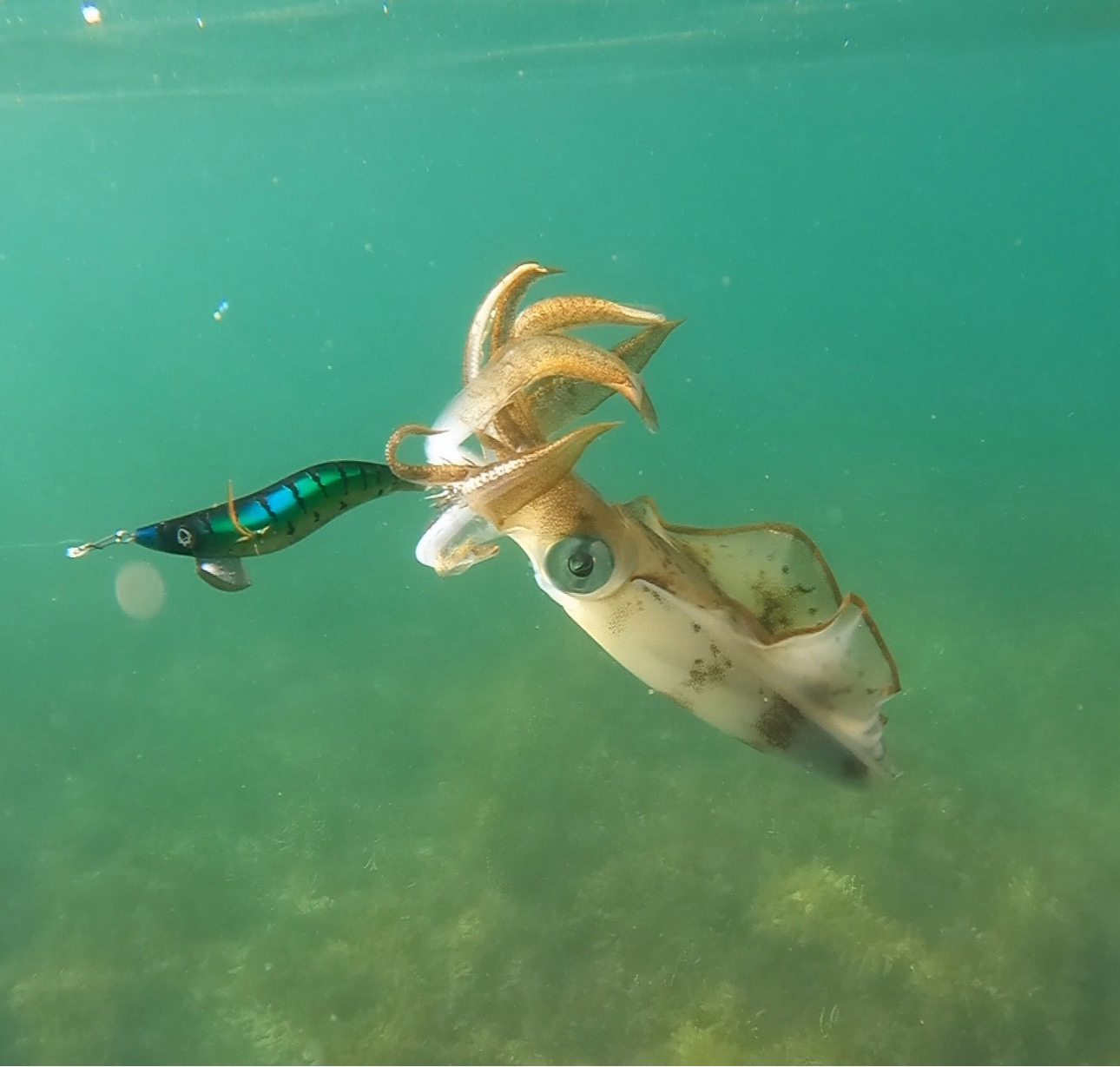 SQUID-a-SALT The Pilchard Jig