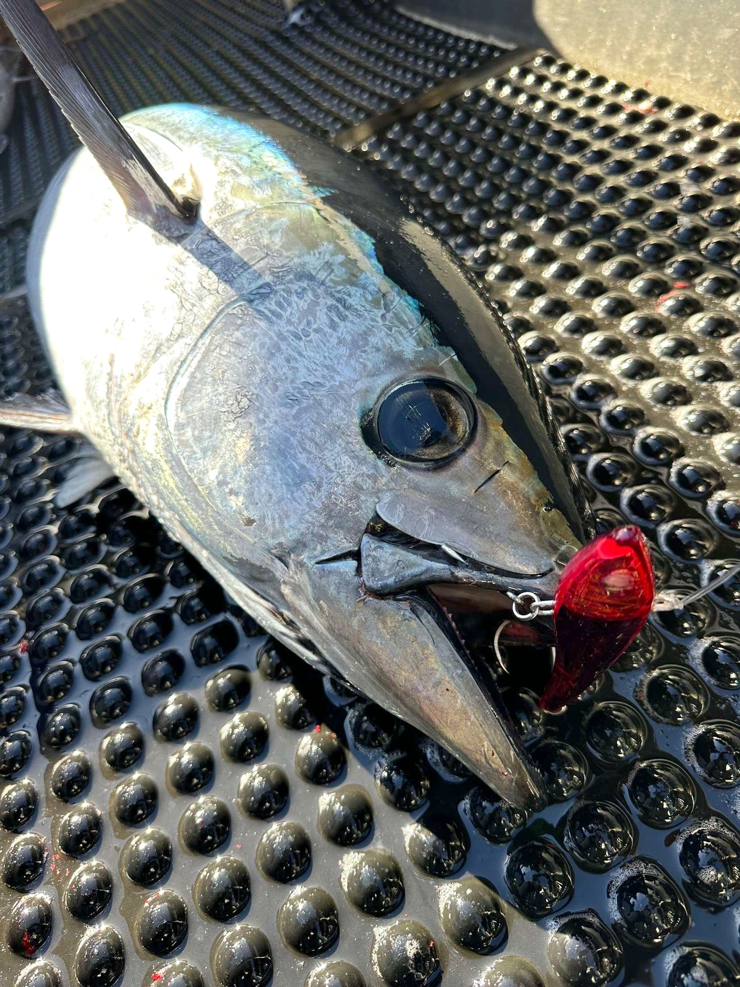 TUNA-a-SALT Lure - Bold Red