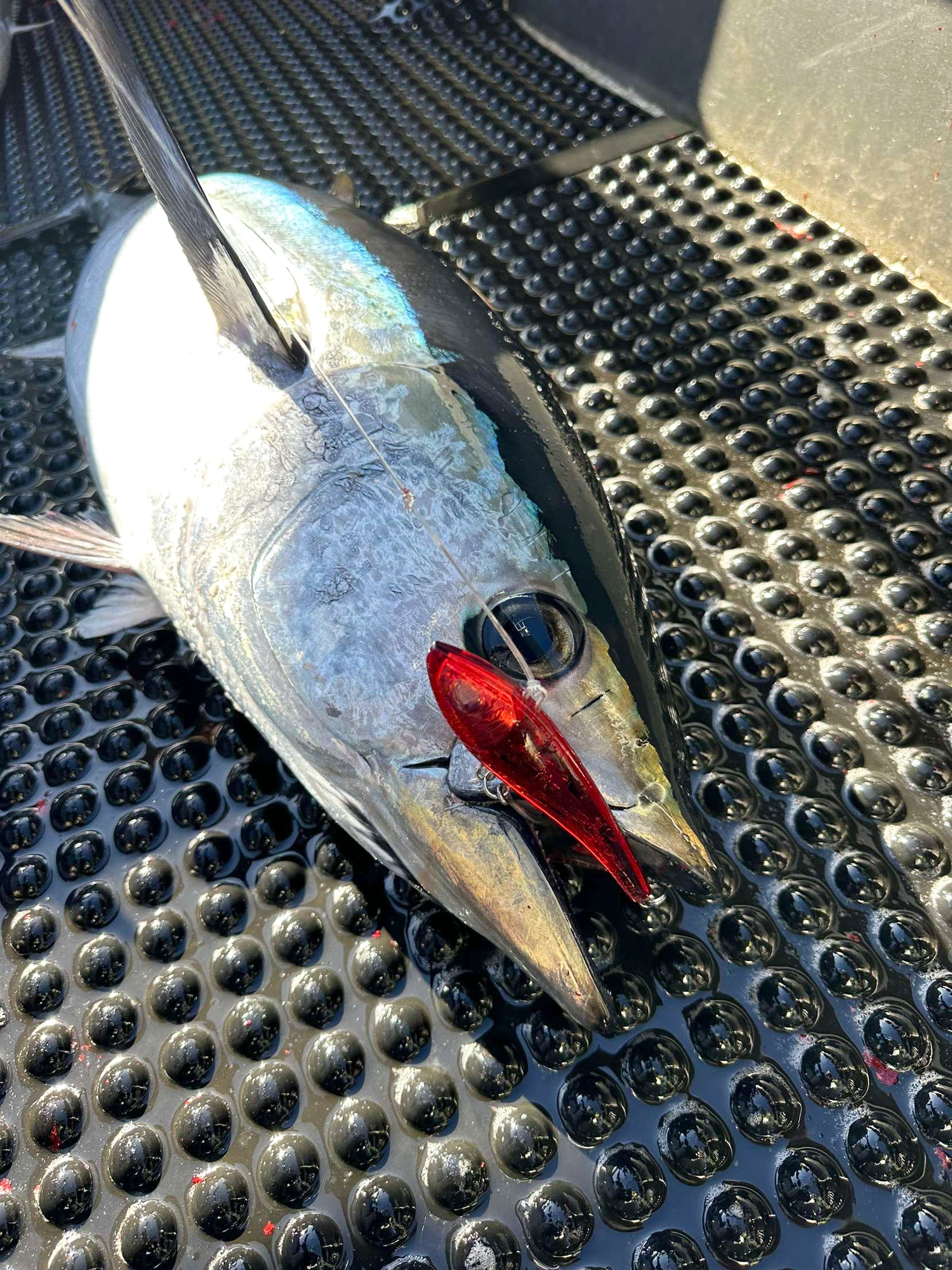 TUNA-a-SALT Fishing Lures