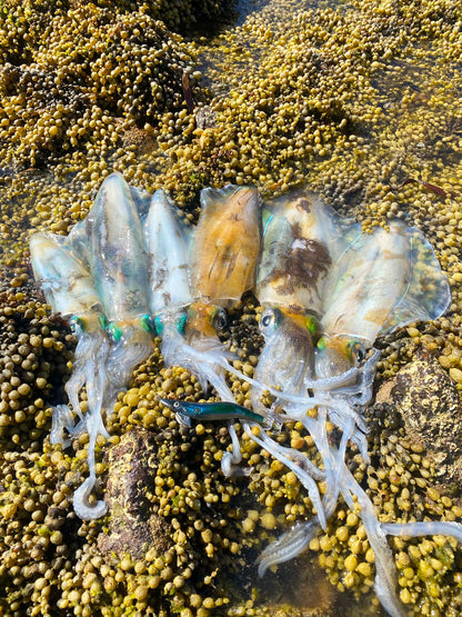 SQUID-a-SALT The Pilchard Jig