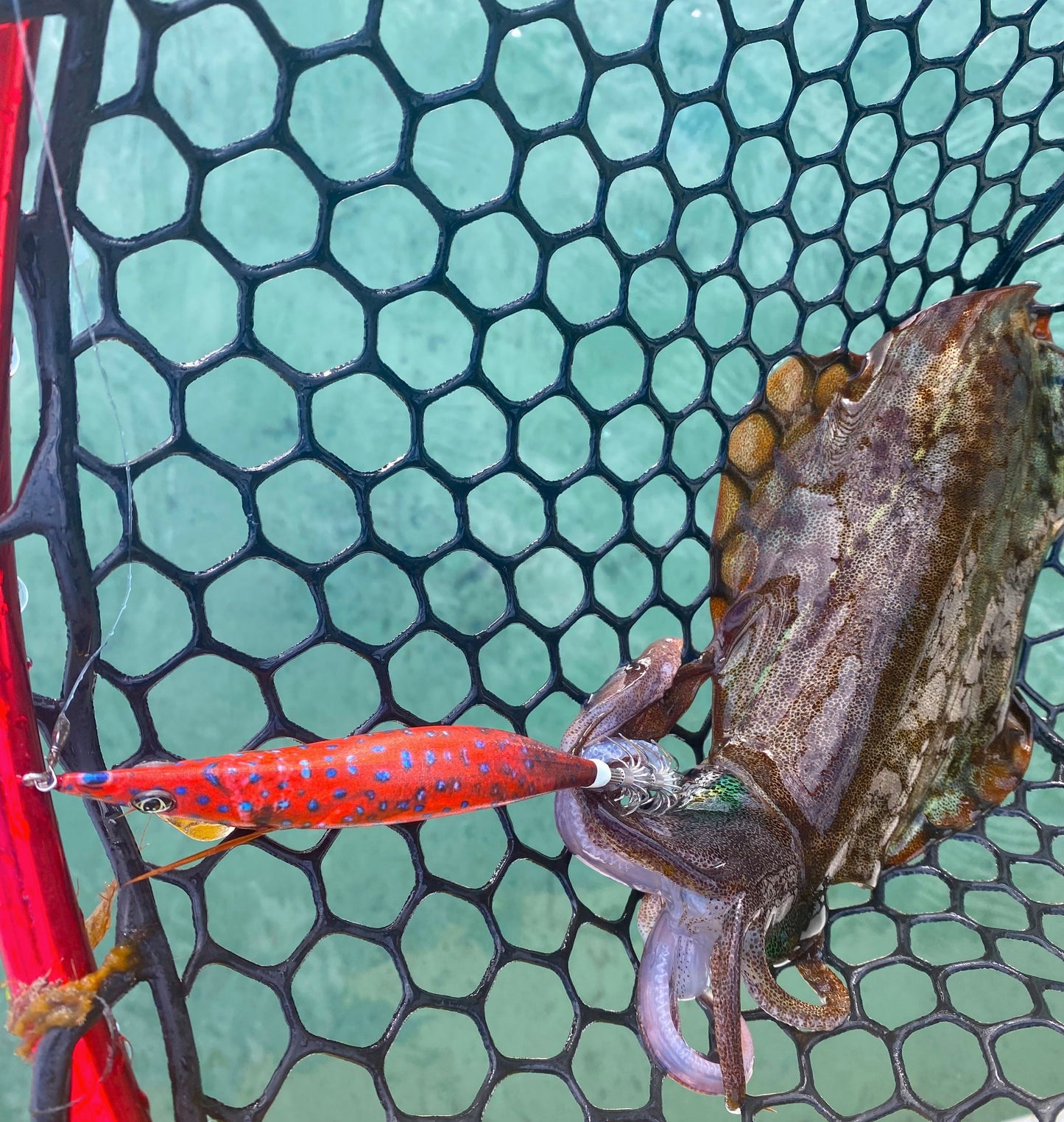 Squid-a-Salt Coral Carly Jig (Cloth)