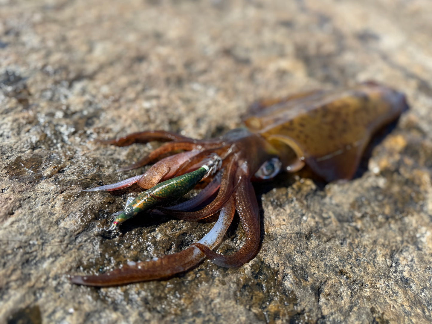 SQUID-a-SALT Reefy Rebel Jig (cloth)