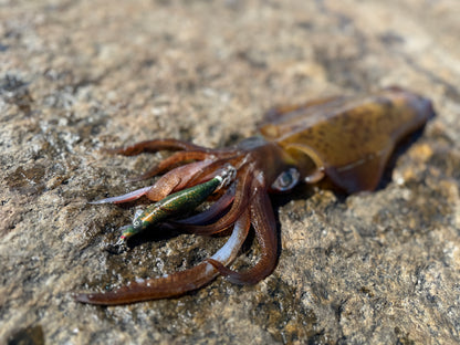 SQUID-a-SALT Reefy Rebel Jig (cloth)